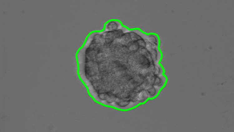 Cell Analysis & Sorting