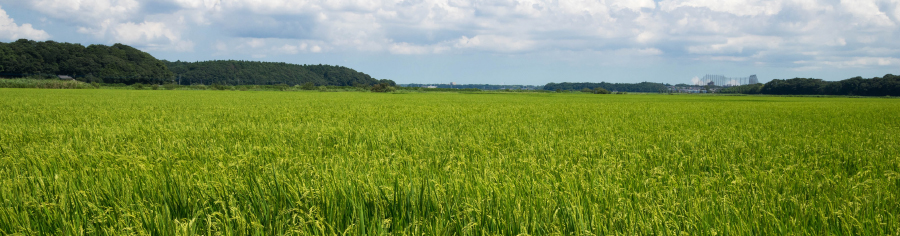 Using industrial-use unmanned helicopters to support Japan’s farmers