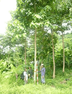 2005年に植林した樹木
