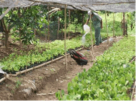 地元農民グループの管理する植林用の苗床