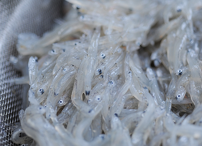 シラス（浜松市・磐田市）