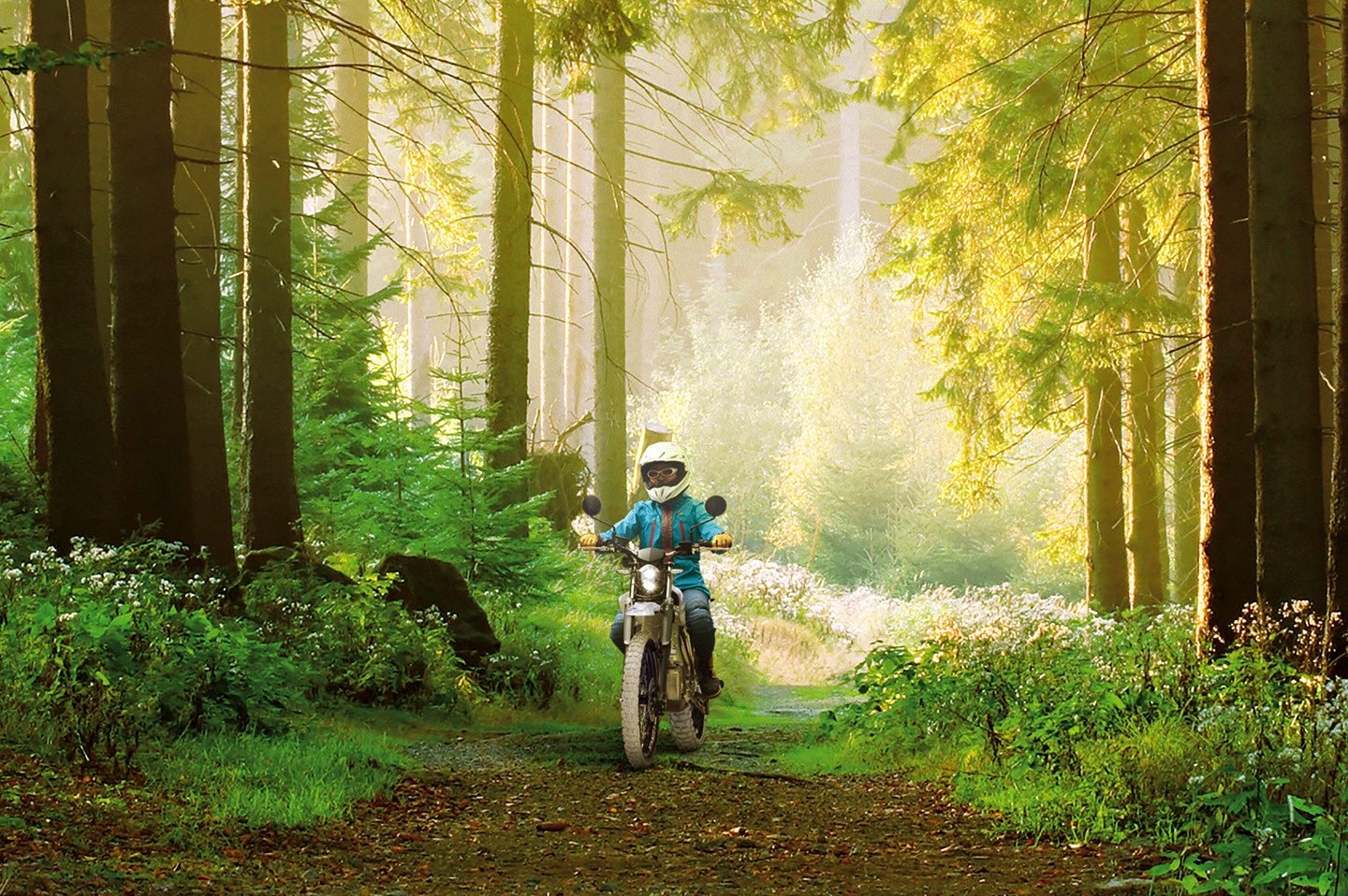 PED2