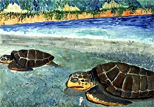 Sea Turtles on the Beach