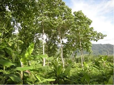 These trees planted in the first year of the program (2005) are now more than 10 m in height