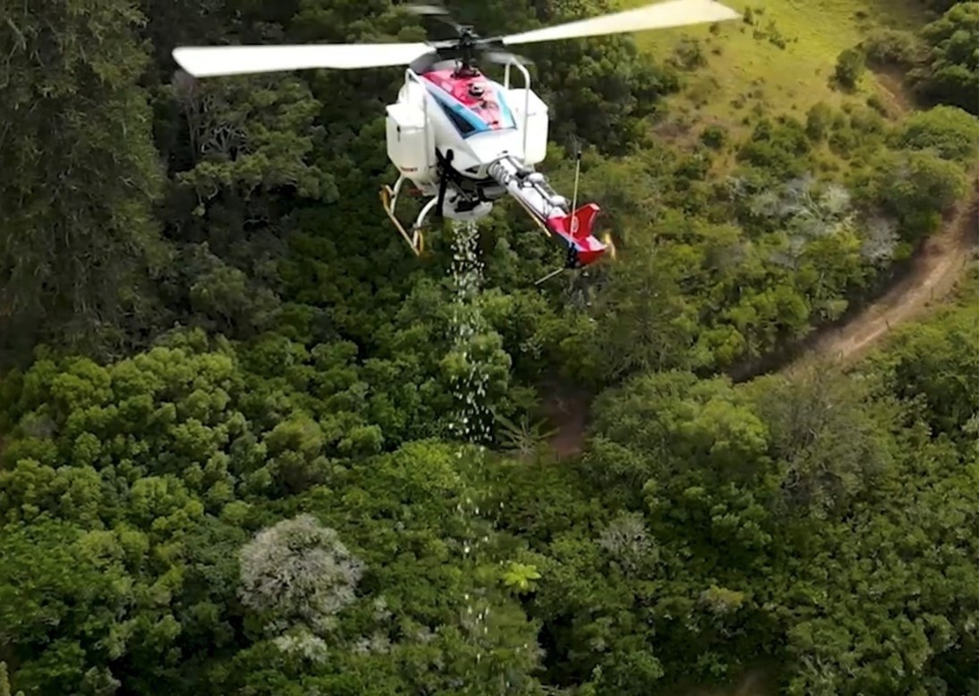A Yamaha unmanned helicopter conducting aerial treatment for an area with harmful ants