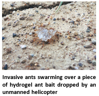 Argentine ants swarming over a piece of hydrogel ant bait dropped by an unmanned helicopter
